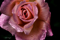 Roses RAW