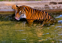 Taking a dip