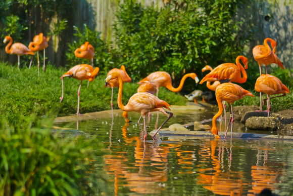 Flaming flamencos