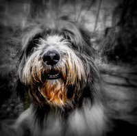 Portraits, pets